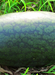 Dưa hấu
