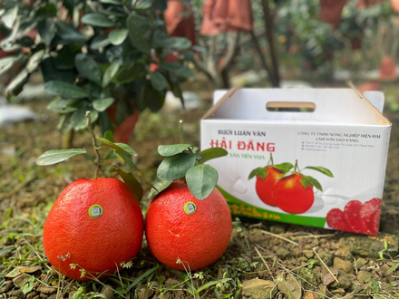 Bưởi Tiến Vua Luận Văn Hải Đăng