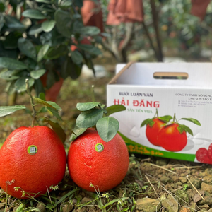Bưởi Tiến Vua Luận Văn Hải Đăng
