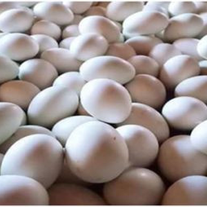 Trứng vịt Đồng Ngâu