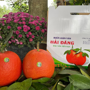 Bưởi Tiến Vua Luận Văn Hải Đăng