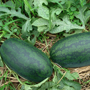Dưa hấu