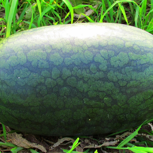 Dưa hấu