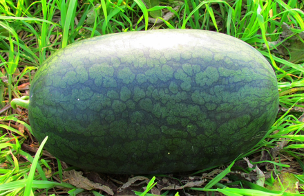 Dưa hấu